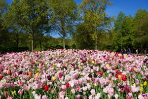 Amsterdam: Biglietto Keukenhof con bus navetta + crociera sul canale