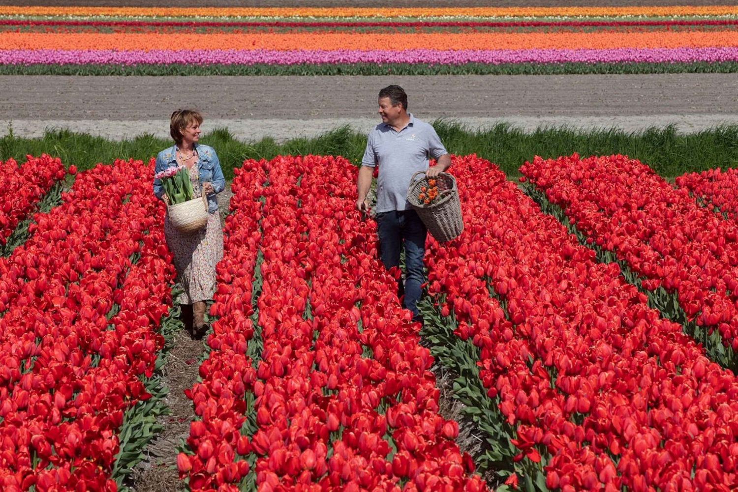 Amsterdam: Keukenhof, Fattoria dei tulipani Tour di un giorno con crociera