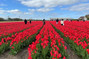 Amsterdam : visite d'une ferme de tulipes, Keukenhof et croisière des moulins à vent