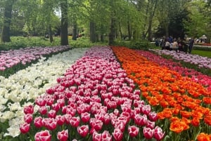 Jardín de Tulipanes de Keukenhof y Experiencia Giethoorn