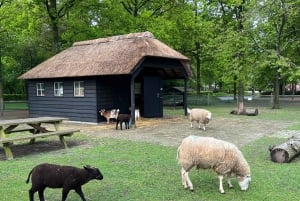 Amsterdam: Keukenhof Tulip Garden and Giethoorn Experience