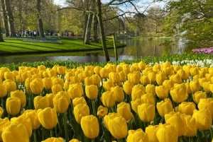 Amsterdam: Keukenhof Tulip Garden and Giethoorn Experience