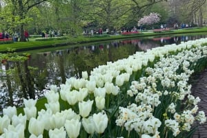 Amsterdam: Keukenhof Tulip Garden and Giethoorn Experience
