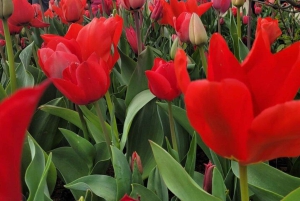 Amsterdam: Private Tour durch die Tulpenfelder von Keukenhof