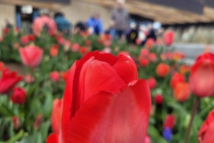 Amsterdam: Private Tour durch die Tulpenfelder von Keukenhof