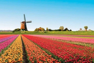 Amsterdam: Private Tour durch die Tulpenfelder von Keukenhof