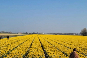 Amsterdam: Keukenhofin tulppaanipuutarhan yksityiskierros