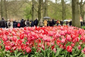 Desde Ámsterdam: Tulipanes de Keukenhof, Molinos de Viento y Volendam