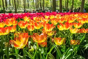 Desde Ámsterdam: Tulipanes de Keukenhof, Molinos de Viento y Volendam