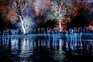 Amsterdam: Light Festival Canal Boat Tour