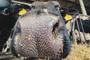 Amsterdam: Mike's Windmills E-Bike Tour zur Zaanse Schans