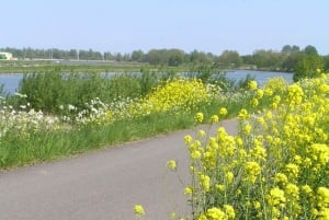 Amsterdam: New Ijburg District Private Bike Tour