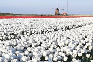 Amsterdam:Private guided Non Touristic Tulip & Windmill tour