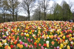 Amsterdam:Private guided Non Touristic Tulip & Windmill tour