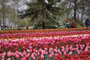 Amsterdam:Private guided Non Touristic Tulip & Windmill tour