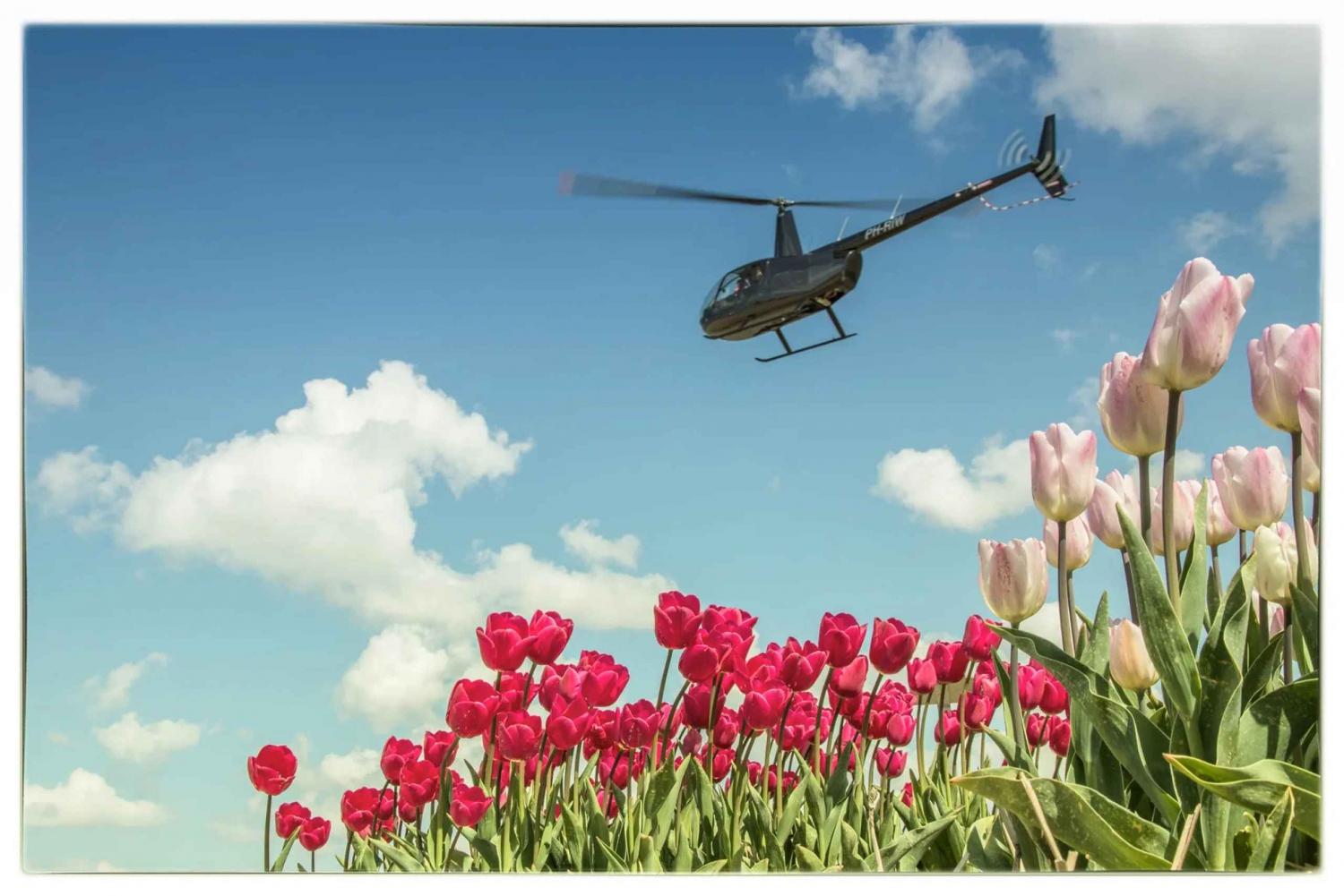 Amsterdam: Private Helicopter Tulip tour from Heliport AMS