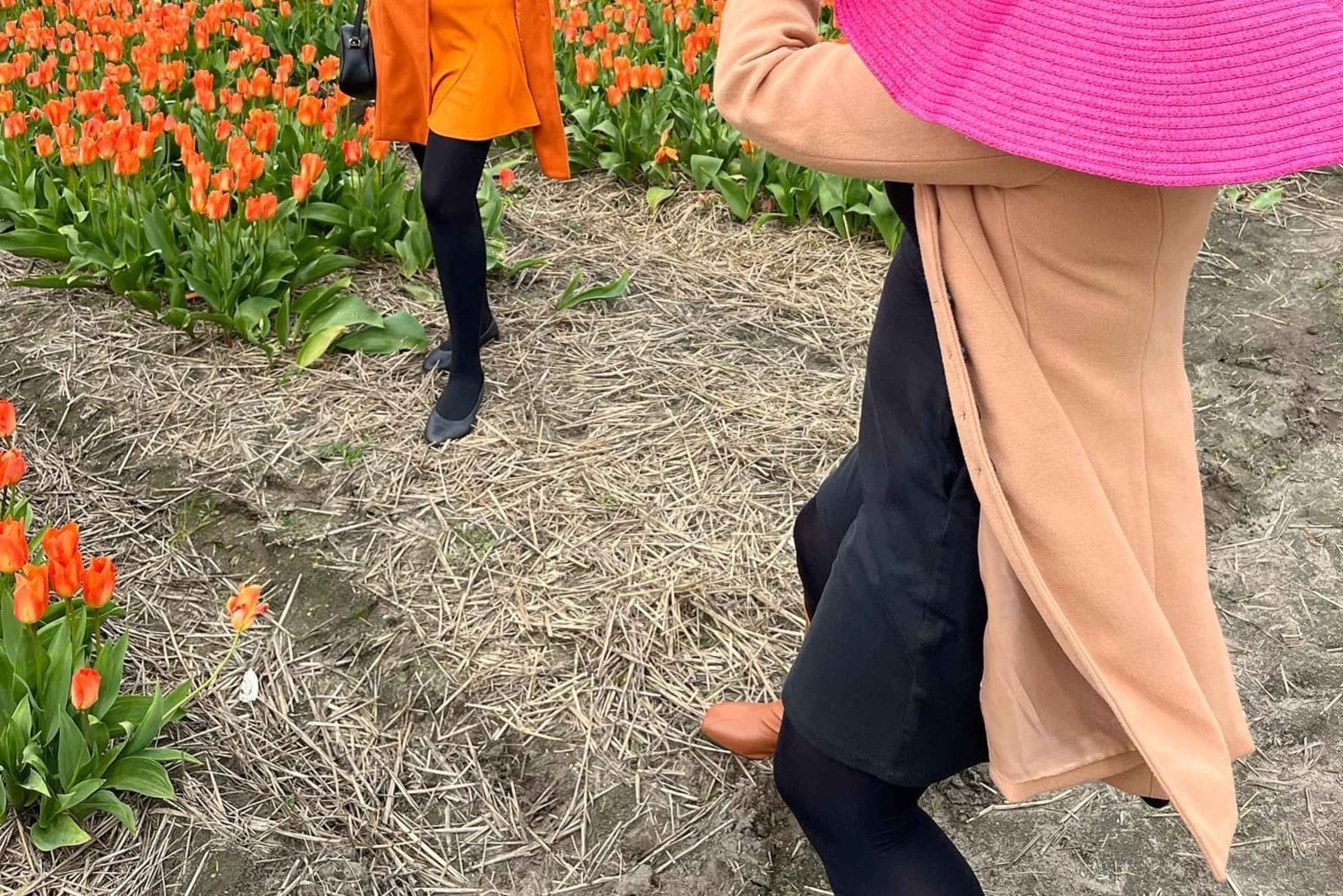 Amsterdam: Prywatna wycieczka po Keukenhof i bezpłatna wycieczka po tulipanach