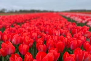 Amsterdam: Prywatna wycieczka po Keukenhof i bezpłatna wycieczka po tulipanach