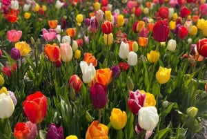 Amsterdam: Prywatna wycieczka po Keukenhof i bezpłatna wycieczka po tulipanach