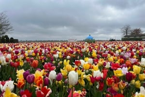 Amsterdam: Prywatna wycieczka po Keukenhof i bezpłatna wycieczka po tulipanach