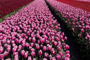 Amsterdam: Prywatna wycieczka po Keukenhof i bezpłatna wycieczka po tulipanach