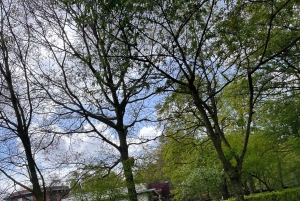 Amsterdam: Prywatna wycieczka po Keukenhof i bezpłatna wycieczka po tulipanach