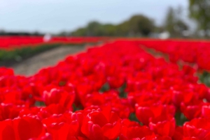 Amsterdam: Prywatna wycieczka po Keukenhof i bezpłatna wycieczka po tulipanach