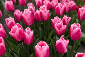 Amsterdam: Prywatna wycieczka po Keukenhof i bezpłatna wycieczka po tulipanach