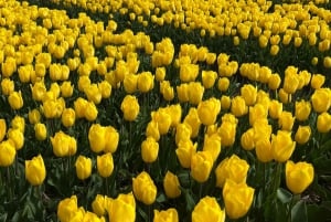 Amsterdam: Prywatna wycieczka po Keukenhof i bezpłatna wycieczka po tulipanach
