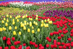 Amsterdam: Private Sightseeing Tour Keukenhof