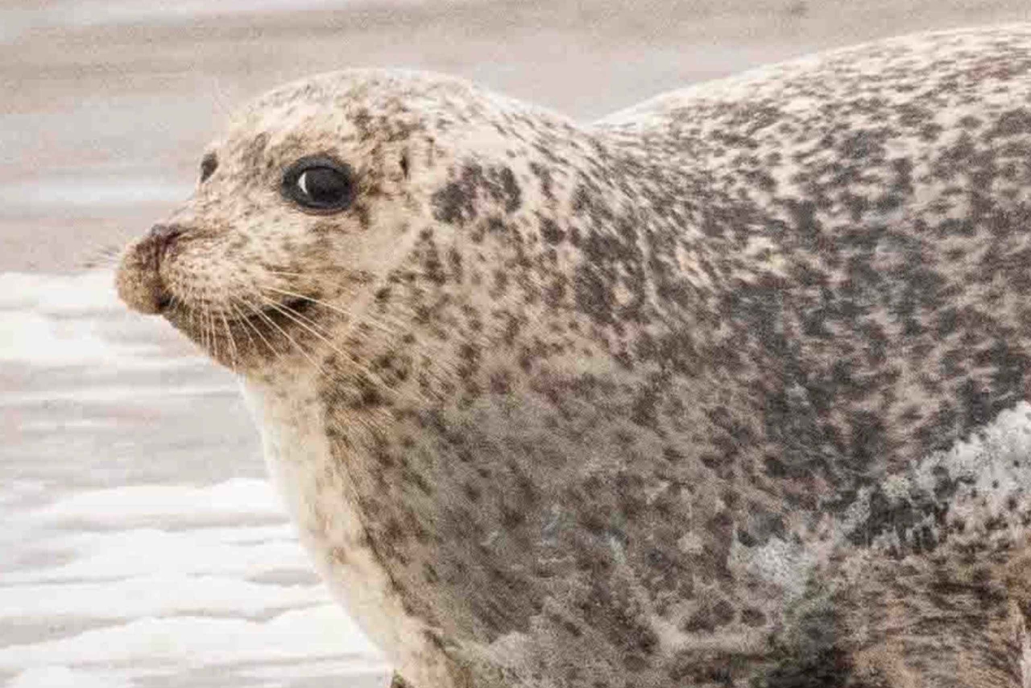 Amsterdam: Hyljekierros Waddenzeen Unescon maailmanperintökohteessa