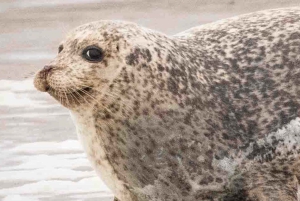 Amsterdam: Hyljekierros Waddenzeen Unescon maailmanperintökohteessa