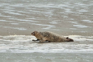 Amsterdam: Hyljekierros Waddenzeen Unescon maailmanperintökohteessa