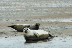 Amsterdam: Hyljekierros Waddenzeen Unescon maailmanperintökohteessa