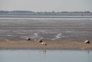 Amsterdam: Hyljekierros Waddenzeen Unescon maailmanperintökohteessa