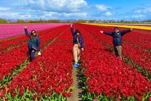 Amsterdam: Excursión de un Día a los Campos de Tulipanes con Almuerzo y Molino de Viento