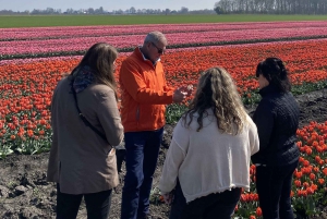 Amsterdam: Excursión de un Día a los Campos de Tulipanes con Almuerzo y Molino de Viento