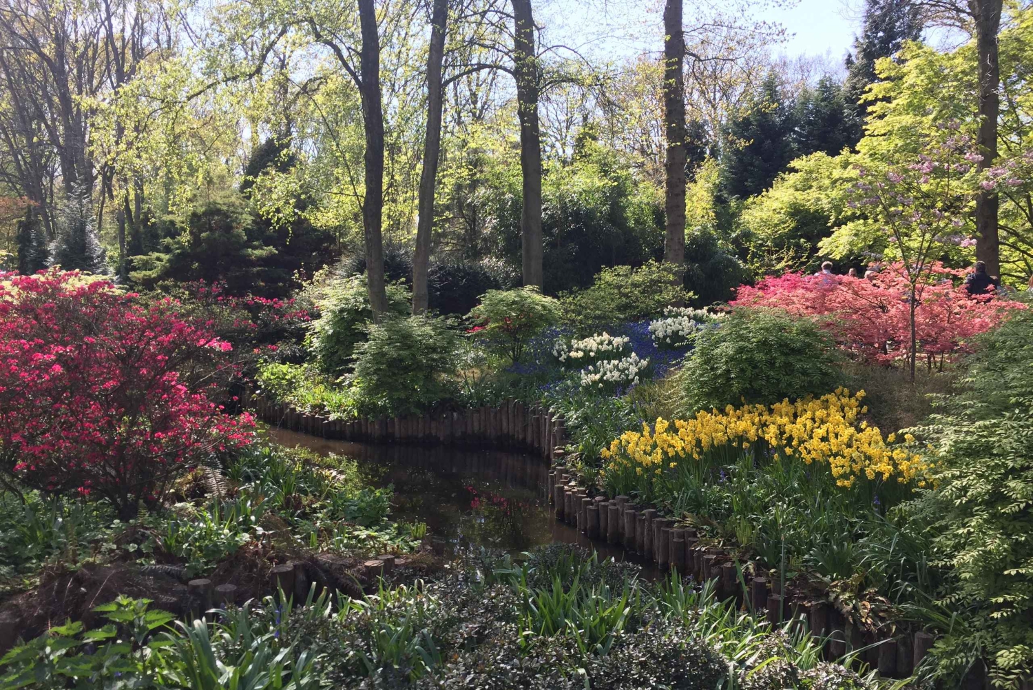 Amsterdam: Tulipany i wiatrak - całodniowa PRYWATNA wycieczka samochodem