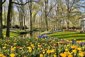 Amsterdam: Tulips & Windmill - Full day PRIVATE tour by car