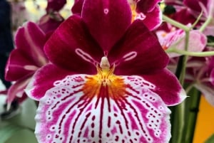 Amsterdam: Tulips & Windmill - Full day PRIVATE tour by car