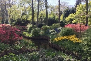 Amsterdam: Tulips & Windmill - Full day PRIVATE tour by car