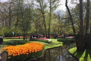 Amsterdam: Tulips & Windmill - Full day PRIVATE tour by car
