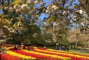 Amsterdam: Tulips & Windmill - Full day PRIVATE tour by car