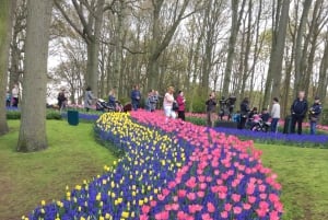 Amsterdam: Tulips & Windmill - Full day PRIVATE tour by car