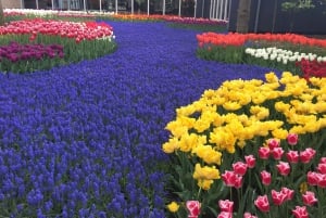 Amsterdam: Tulips & Windmill - Full day PRIVATE tour by car