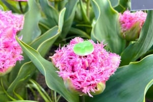 Amsterdam: Tulips & Windmill - Full day PRIVATE tour by car