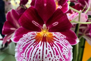 Amsterdam: Tulipany i wiatrak - całodniowa PRYWATNA wycieczka samochodem