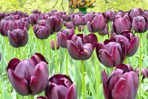 Amsterdam: Tulipany i wiatrak - całodniowa PRYWATNA wycieczka samochodem