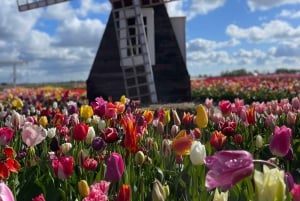 Amsterdam: Villages ,Cheese, Windmills, Clogs PRIVET TOUR
