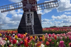 Amsterdam: Villages ,Cheese, Windmills, Clogs PRIVET TOUR